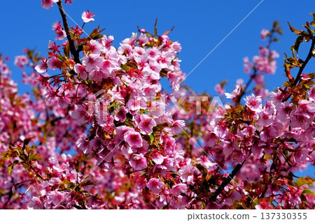 Kawazu cherry blossoms blooming against the blue sky 137330355