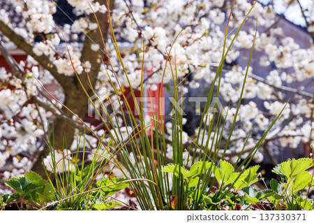 Close up of green chive leaves and strawberry foliage on a balcony, with a soft blurred cherry tree in bloom in the background. Close up of green chive leaves and strawberry foliage on a balcony, with a soft blurred cherry tree in bloom in the background. 137330371
