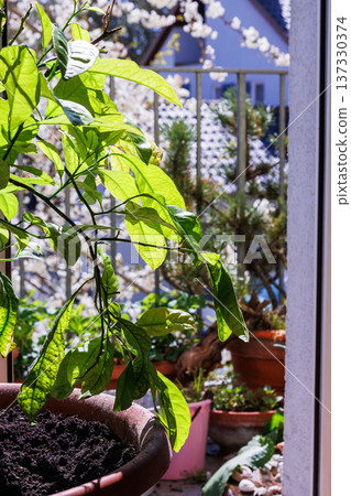Close up view of a potted lemon tree with fresh dark soil and a sunlit balcony, with more containers and greenery in the background. Repotting process 137330374
