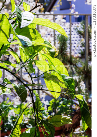 Close up of a lemon tree with fresh green leaves on a sunlit balcony Close up of a lemon tree with fresh green leaves on a sunlit balcony 137330375