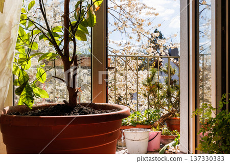 Sunlit view from indoors toward a balcony garden with large terracotta planters, green houseplants, and gardening containers Sunlit view from indoors toward a balcony garden with large terracotta planters, green houseplants, and gardening containers 137330383