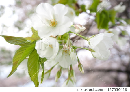白色櫻花 白色櫻花 137330418