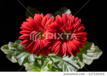 光線下鮮紅的非洲菊花瓣 光線下鮮紅的非洲菊花瓣 137330420