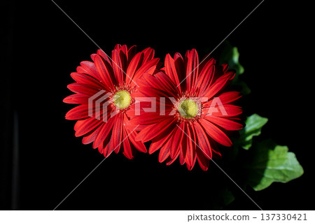 光線下鮮紅的非洲菊花瓣 137330421