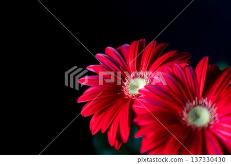 Bright red gerbera petals in the light Bright red gerbera petals in the light 137330430