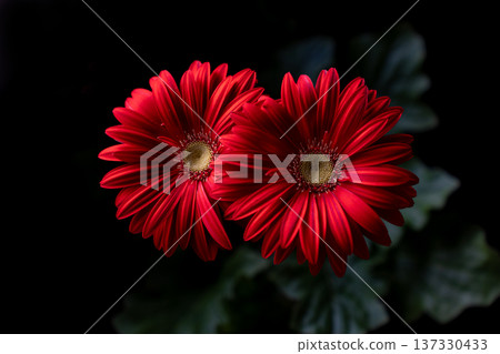 光線下鮮紅的非洲菊花瓣 137330433