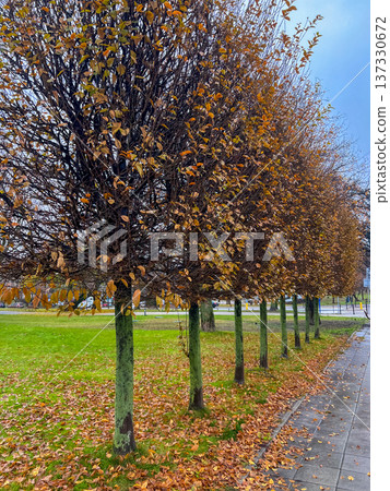 Rows of trees with autumn leaves in a park during fall season 137330672