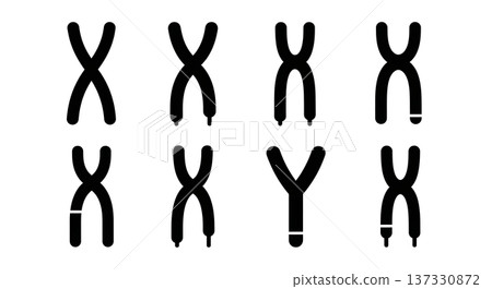 Black Solid Chromosome X and Y Silhouettes Set of Six on White Background 137330872