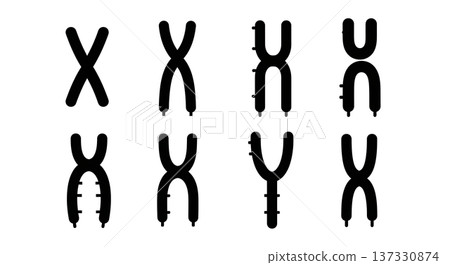 Black Solid Chromosome X and Y Silhouettes Set of Six on White Background 137330874