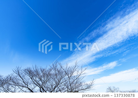 Blue sky, clouds and grove Blue sky, clouds and grove 137330878