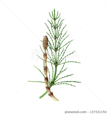 Horsetail plant with sprout watercolor illustration. Hand drawn Equisetum arvense medicinal plant vintage style botanical detailed illustration. Field horsetail herb isolated on white background 137331150
