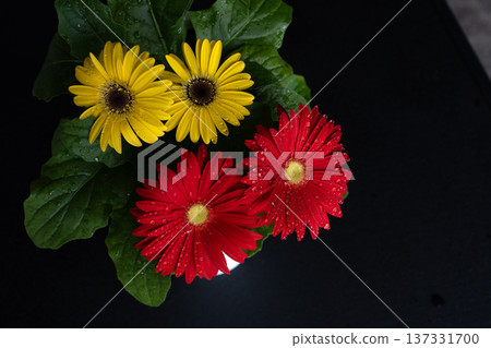 Gerbera petals 137331700