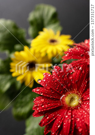 非洲菊花瓣 非洲菊花瓣 137331717