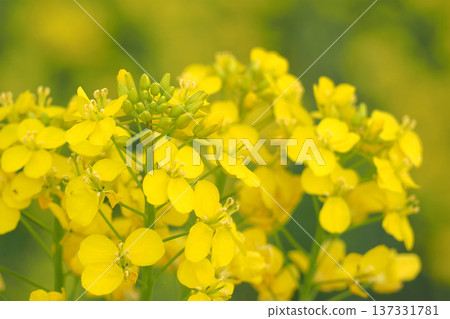 Landscape with rape blossoms 137331781