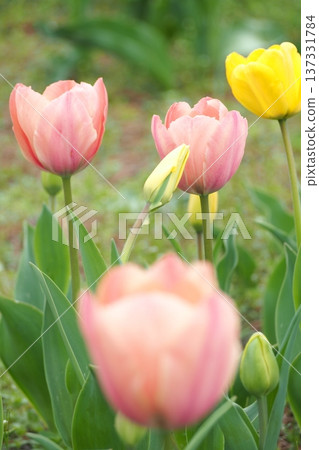 Pink tulips blooming in spring flower bed Pink tulips blooming in spring flower bed 137331784