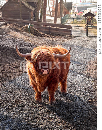 Highland cow with long horns in rustic farmyard Highland cow with long horns in rustic farmyard 137331931