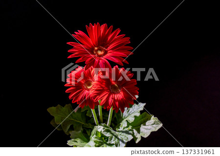 Bright red gerbera flower material in the light 137331961