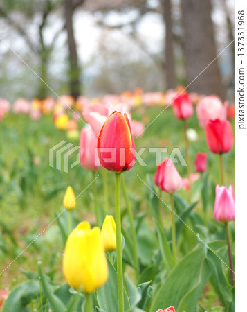 Colorful tulips Colorful tulips 137331968