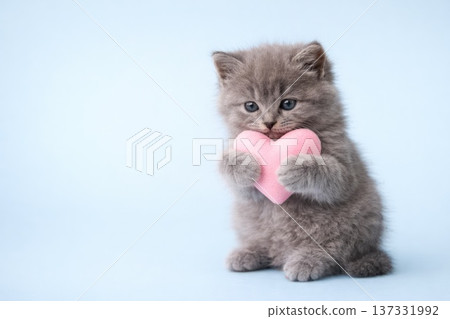 Cute gray kitten holding a pink heart symbolizing love affection and tenderness on soft pastel background 137331992