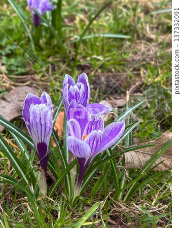 Purple and white crocus flowers blooming in spring grass Purple and white crocus flowers blooming in spring grass 137332091