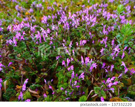 Early spring ambrosia blooming on the banks of the Arakawa River Early spring ambrosia blooming on the banks of the Arakawa River 137332220
