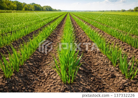 Green agricultural field with young crop rows under sunny blue sky Green agricultural field with young crop rows under sunny blue sky 137332226