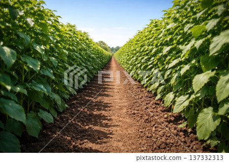Green agricultural crop rows in fertile soil perspective view of organic farming field 137332313