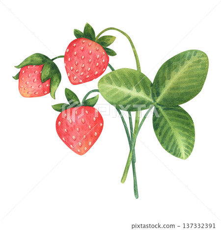 Simple, cute bouquet of three strawberries and a leaf. Wild or garden strawberries in a cartoon childish style.Hand-drawn watercolor illustration isolated on a white background. For children's product Simple, cute bouquet of three strawberries and a leaf. Wild or garden strawberries in a cartoon childish style.Hand-drawn watercolor illustration isolated on a white background. For children's product 137332391