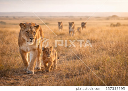 Lioness walking with cub and pride in African savanna at sunset 137332395
