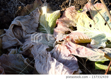 cabbage  137332439