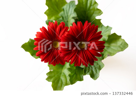 Bright red gerbera petals in white Bright red gerbera petals in white 137332446