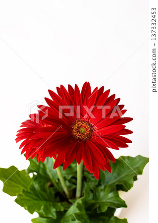 白色中鮮豔的紅色非洲菊花瓣 137332453