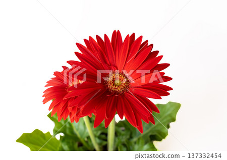 Bright red gerbera petals in white 137332454