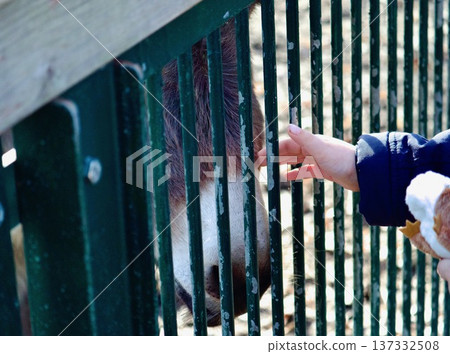 Child's hand reaching out to a bird through a cage fence Child's hand reaching out to a bird through a cage fence 137332508