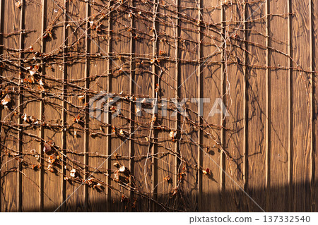 A scene with withered ivy creeping on an old wall 137332540
