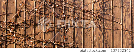 A scene with withered ivy creeping on an old wall A scene with withered ivy creeping on an old wall 137332542