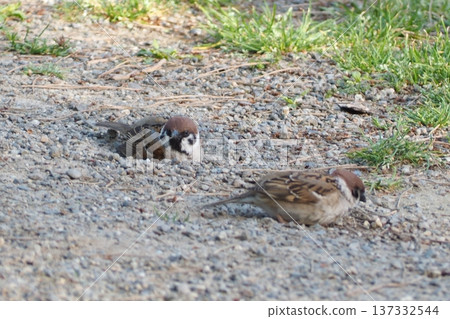 Sparrow taking a sand bath Sparrow taking a sand bath 137332544