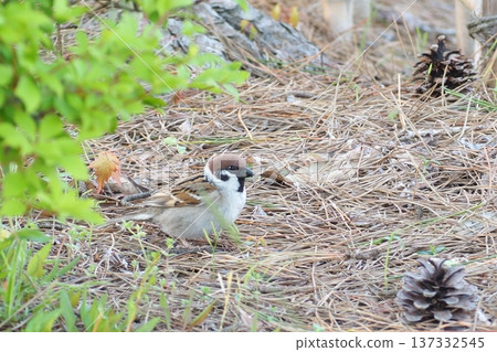 Sparrow eating a nut Sparrow eating a nut 137332545