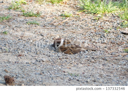 Sparrow taking a sand bath Sparrow taking a sand bath 137332546