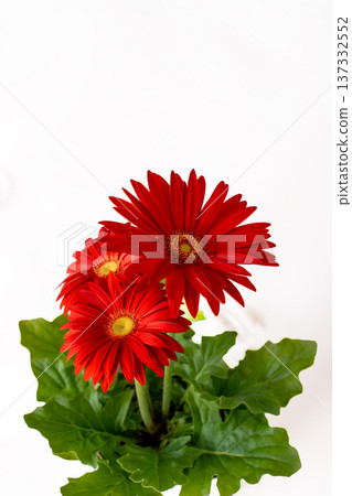 Bright red gerbera petals in white Bright red gerbera petals in white 137332552