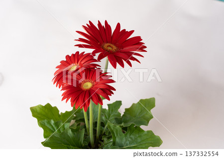Bright red gerbera petals in white 137332554