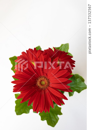 白色中鮮豔的紅色非洲菊花瓣 137332567