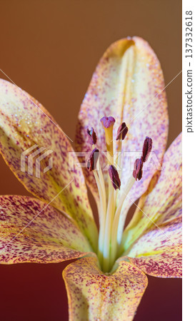 Closeup of lily stamens and petals. Photographic macro highlighting texture and pollen of lily flower Closeup of lily stamens and petals. Photographic macro highlighting texture and pollen of lily flower 137332618