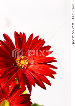 白色中鮮豔的紅色非洲菊花瓣 白色中鮮豔的紅色非洲菊花瓣 137332621