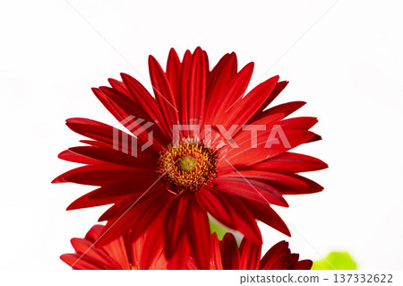 白色中鮮豔的紅色非洲菊花瓣 137332622