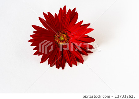 白色中鮮豔的紅色非洲菊花瓣 137332623