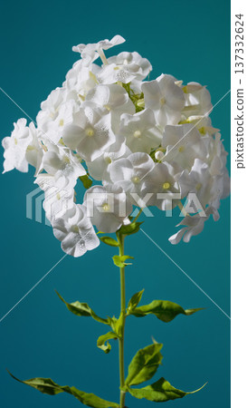 Photograph displaying dense group of white phlox flowers against teal surface with intricate detail 137332624