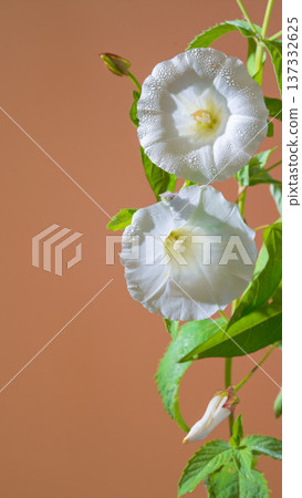 Stylish botanical exhibit showcasing trumpetshaped blossoms and rich foliage to enhance brand identity 137332625