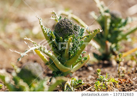 Broccoli grown in the field Broccoli grown in the field 137332683