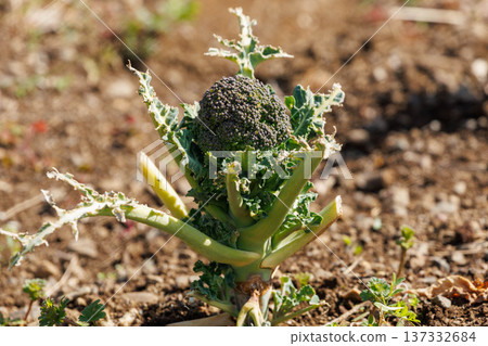 Broccoli grown in the field Broccoli grown in the field 137332684